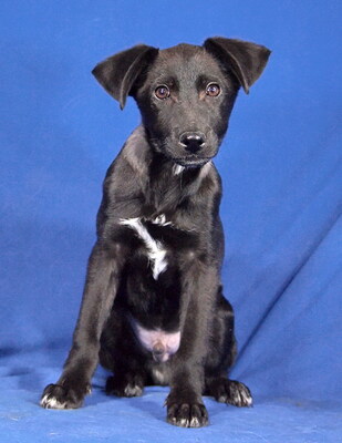 JERRY - R E S E R V I E R T !!!!! menschenbezogen, sehr lieb, verschmust, lebhaft, verspielt, gelehrig, katzenverträglich, Mischling Welpen - Rüde