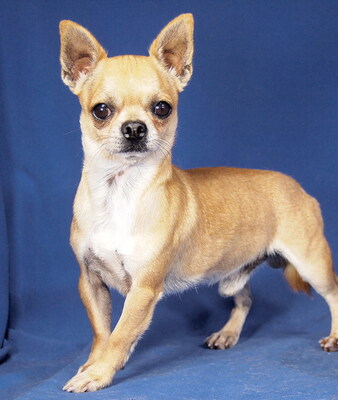 JERRY - R E S E R V I E R T !!!!! offenes Wesen, freundlich, anhänglich, fröhlich, interessiert, gelehrig, anfangs ängstlich, Chihuahua - Rüde