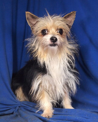 JESSICA - anhänglich, verschmust, klug, liebenswert, zunächst sehr ängstlich, Yorkshire Terrier Mischling - Hündin