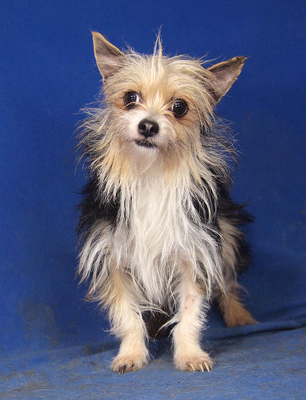 JESSICA - anhänglich, verschmust, klug, liebenswert, zunächst sehr ängstlich, Yorkshire Terrier Mischling - Hündin