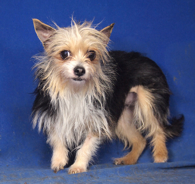 JESSICA - anhänglich, verschmust, klug, liebenswert, zunächst sehr ängstlich, Yorkshire Terrier Mischling - Hündin