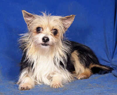 JESSICA - anhänglich, verschmust, klug, liebenswert, zunächst sehr ängstlich, Yorkshire Terrier Mischling - Hündin