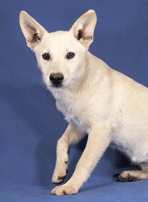 JILL - R E S E R V I E R T !!!!! sehr freundlich und liebenswert, fröhlich, neugierig, lebhaft, verspielt, gelehrig, katzenverträglich, anfangs schüchtern, Mischling - Hündin