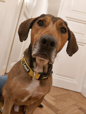 JIMMY 14 Diego, Mischling - Rüde