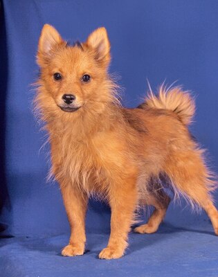 JIMMY - R E S E R V I E R T !!!!! sehr lieb, sensibel, verschmust, lebhaft, fröhlich, neugierig, katzenverträglich, schüchtern, Spitz Welpen - Rüde