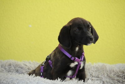 JLo, Mischling Welpen - Hündin