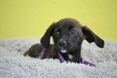 JLo, Mischling Welpen - Hündin