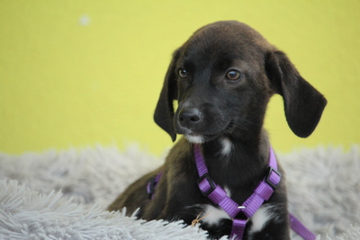 JLo, Mischling Welpen - Hündin