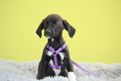 JLo, Mischling Welpen - Hündin