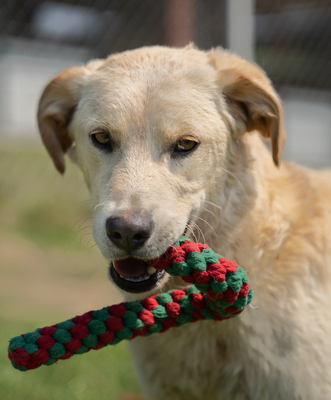 JOEY - R E S E R V I E R T !!!!! zugänglich, aufgeschlossen, gutmütig, unsicher, schüchtern, neugierig, sanftmütig, Mischling (Video auf HP) - Rüde