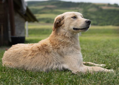 JOEY - R E S E R V I E R T !!!!! zugänglich, aufgeschlossen, gutmütig, unsicher, schüchtern, neugierig, sanftmütig, Mischling (Video auf HP) - Rüde