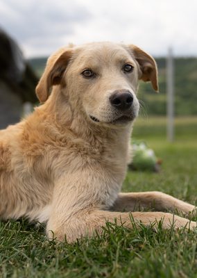 JOEY - zugänglich, aufgeschlossen, gutmütig, unsicher, neugierig, sanftmütig