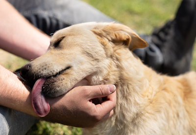 JOEY - zugänglich, aufgeschlossen, gutmütig, unsicher, neugierig, sanftmütig, Mischling (Video auf HP) - Betreuungsplatz OÖ - Rüde