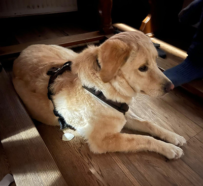 JOEY - zugänglich, aufgeschlossen, gutmütig, unsicher, neugierig, sanftmütig, Mischling (Video auf HP) - Betreuungsplatz OÖ - Rüde