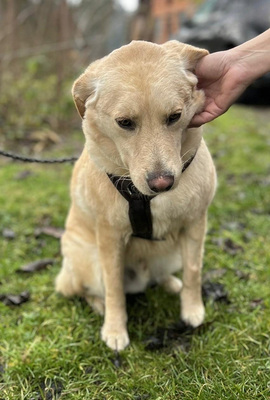 JOEY - zugänglich, aufgeschlossen, gutmütig, unsicher, neugierig, sanftmütig, Mischling (Video auf HP) - Betreuungsplatz OÖ - Rüde