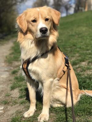 JOKER, Bordercolliemix - Rüde