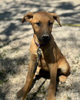 💜💜💜 JOO sucht ein Zuause💜💜💜, Mischling Welpen - Rüde