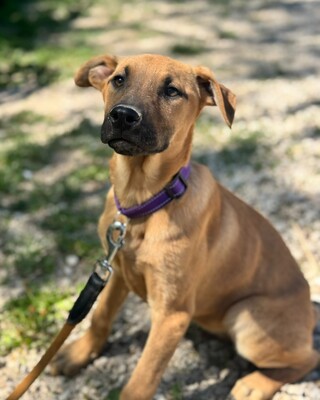 💜💜💜 JOO sucht ein Zuause💜💜💜, Mischling Welpen - Rüde