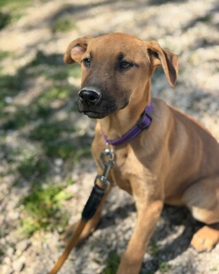 💜💜💜 JOO sucht ein Zuause💜💜💜, Mischling Welpen - Rüde