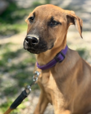 💜💜💜 JOO sucht ein Zuause💜💜💜, Mischling Welpen - Rüde