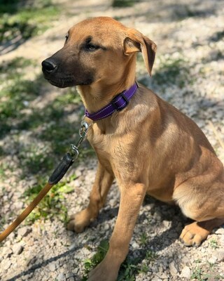 💜💜💜 JOO sucht ein Zuause💜💜💜, Mischling Welpen - Rüde