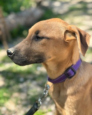 💜💜💜 JOO sucht ein Zuause💜💜💜, Mischling Welpen - Rüde