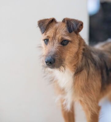 JORYCK Asterix, Mischling - Rüde