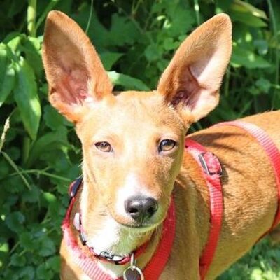 JOSCHI - Linares, Minipodenco - unkastriert Welpen - Rüde