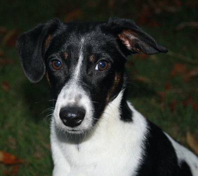 JOSLYNN, Mischling - Hündin