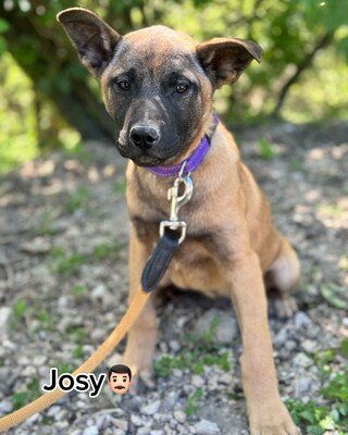 💜💜💜 JOSY sucht sein Körbchen 💜💜💜