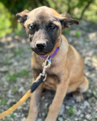 💜💜💜 JOSY sucht sein Körbchen 💜💜💜, Mischling Welpen - Rüde