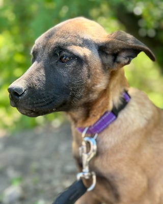 💜💜💜 JOSY sucht sein Körbchen 💜💜💜, Mischling Welpen - Rüde