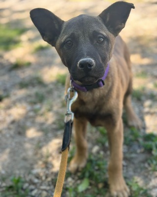 💜💜💜 JOSY sucht sein Körbchen 💜💜💜, Mischling Welpen - Rüde