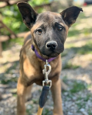 💜💜💜 JOSY sucht sein Körbchen 💜💜💜, Mischling Welpen - Rüde