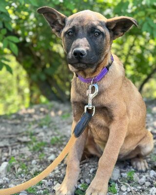 💜💜💜 JOSY sucht sein Körbchen 💜💜💜, Mischling Welpen - Rüde