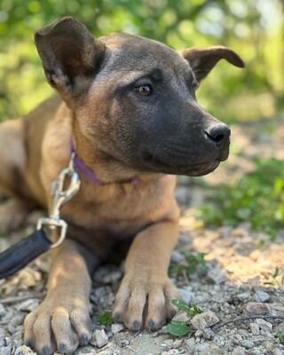 💜💜💜 JOSY sucht sein Körbchen 💜💜💜, Mischling Welpen - Rüde