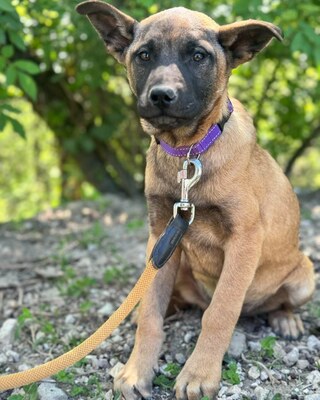 💜💜💜 JOSY sucht sein Körbchen 💜💜💜, Mischling Welpen - Rüde