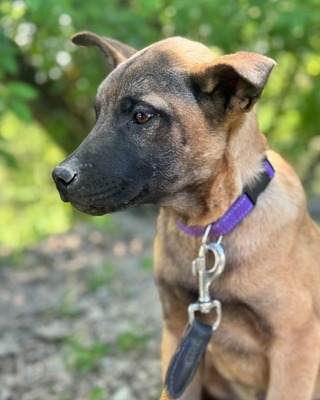 💜💜💜 JOSY sucht sein Körbchen 💜💜💜, Mischling Welpen - Rüde