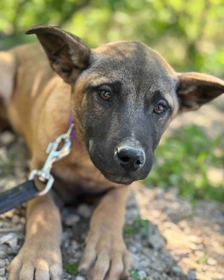 💜💜💜 JOSY sucht sein Körbchen 💜💜💜, Mischling Welpen - Rüde