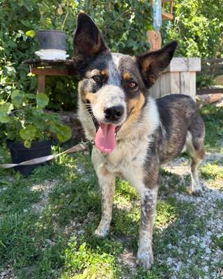 💜💜💜JOY wunderschöne Cattledog-Mix-Hündin sucht💜💜💜