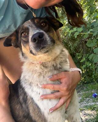 💜💜💜JOY wunderschöne Cattledog-Mix-Hündin sucht💜💜💜, Cattledog-Mischling - Hündin