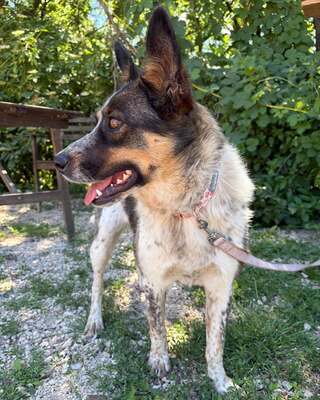 💜💜💜JOY wunderschöne Cattledog-Mix-Hündin sucht💜💜💜, Cattledog-Mischling - Hündin