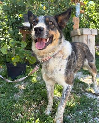 💜💜💜JOY wunderschöne Cattledog-Mix-Hündin sucht💜💜💜, Cattledog-Mischling - Hündin