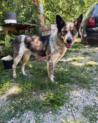 💜💜💜JOY wunderschöne Cattledog-Mix-Hündin sucht💜💜💜, Cattledog-Mischling - Hündin