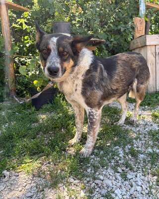 💜💜💜JOY wunderschöne Cattledog-Mix-Hündin sucht💜💜💜, Cattledog-Mischling - Hündin