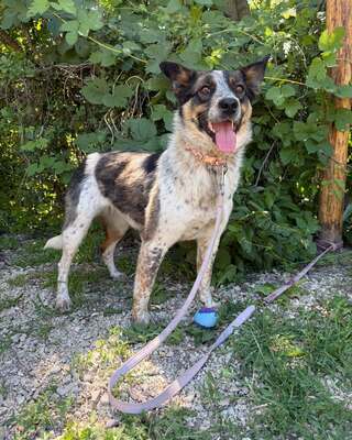 💜💜💜JOY wunderschöne Cattledog-Mix-Hündin sucht💜💜💜, Cattledog-Mischling - Hündin