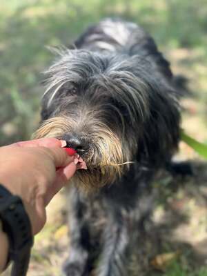 JUDIT – das kleine, fröhliche Energiebündel, Mischling - Hündin