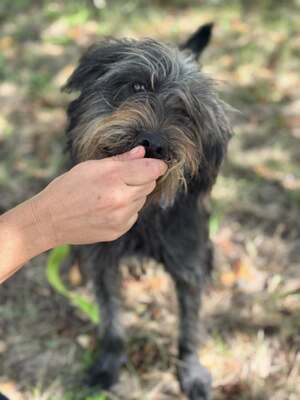 JUDIT – das kleine, fröhliche Energiebündel, Mischling - Hündin