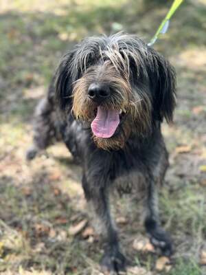 JUDIT – das kleine, fröhliche Energiebündel, Mischling - Hündin