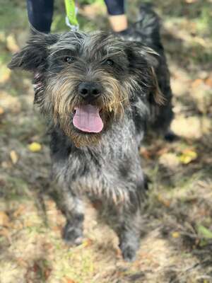 JUDIT – das kleine, fröhliche Energiebündel, Mischling - Hündin